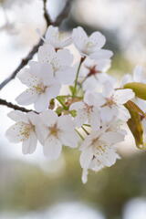 休園間際の兵庫県立フラワーセンター　その２　桜