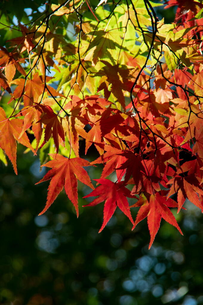 丹波　円通寺　紅葉三態　その３