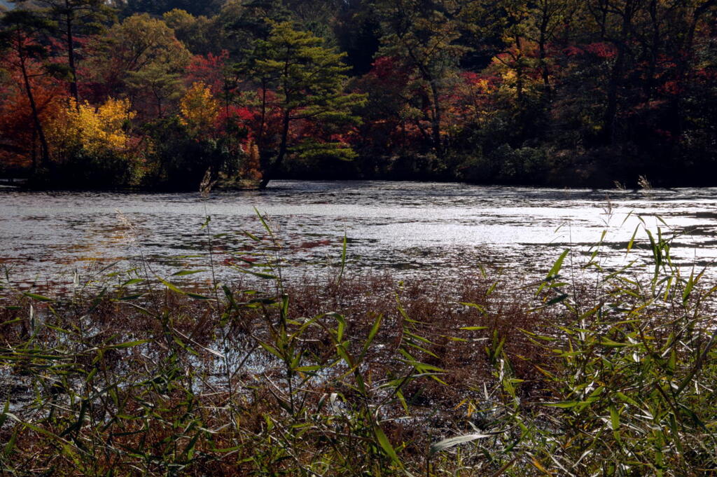 山里の秋　その２　長谷池