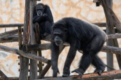 王子動物園　チンパンジー