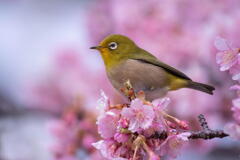 明石海峡公園　河津桜にメジロ舞う　その５