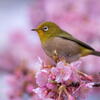 明石海峡公園　河津桜にメジロ舞う　その５