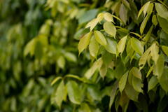 ペンタ smc 77mm F1.8 テスト撮影　生垣