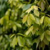 ペンタ smc 77mm F1.8 テスト撮影　生垣