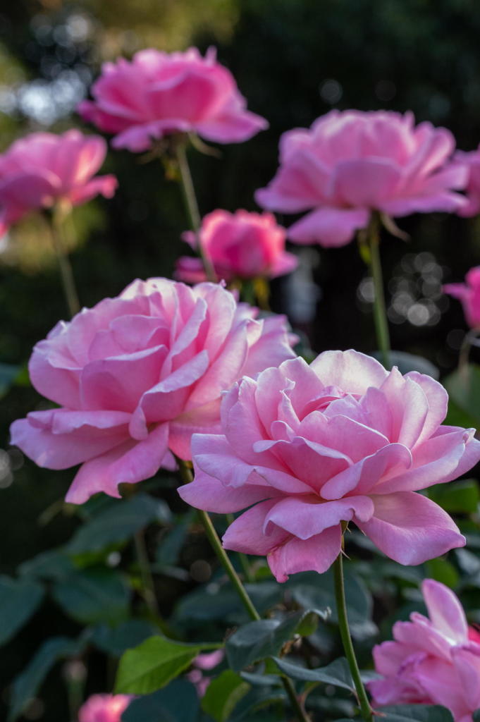 2018 秋薔薇フェス 離宮公園