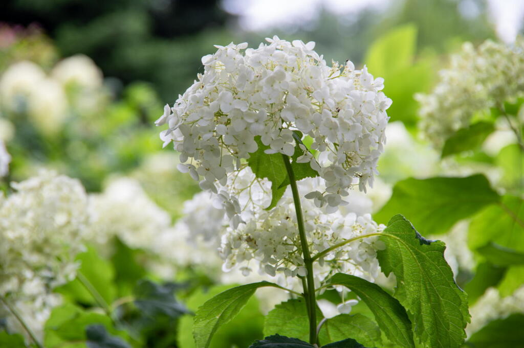 神戸森林植物園　紫陽花　その３