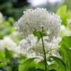 神戸森林植物園　紫陽花　その３