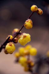 神戸市立森林植物園　蝋梅