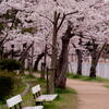 神戸　妙法寺川　桜花爛漫　その２