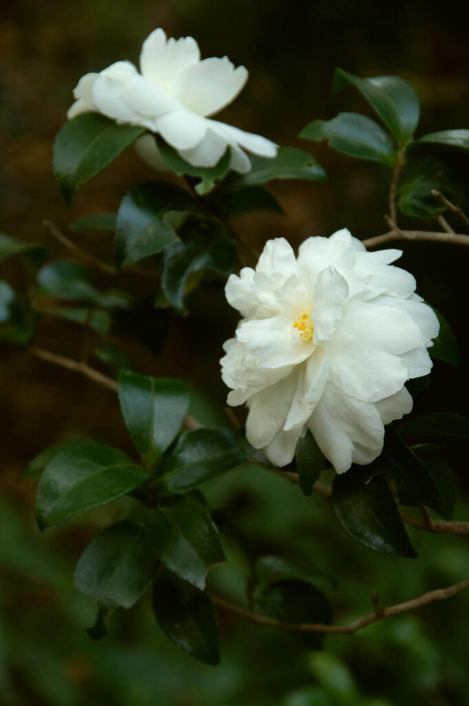 秋深まる　その２　純白の山茶花