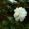 秋深まる　その２　純白の山茶花