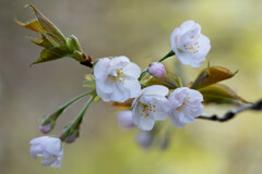 須磨離宮公園　春に桜咲く