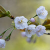 須磨離宮公園　春に桜咲く