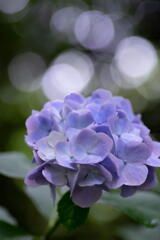 神戸市立森林植物園　紫陽花の彩り　その３