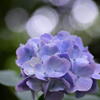 神戸市立森林植物園　紫陽花の彩り　その３