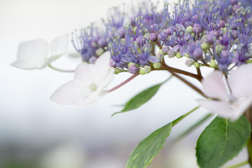 離宮の紫陽花