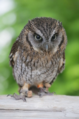 神戸花鳥園