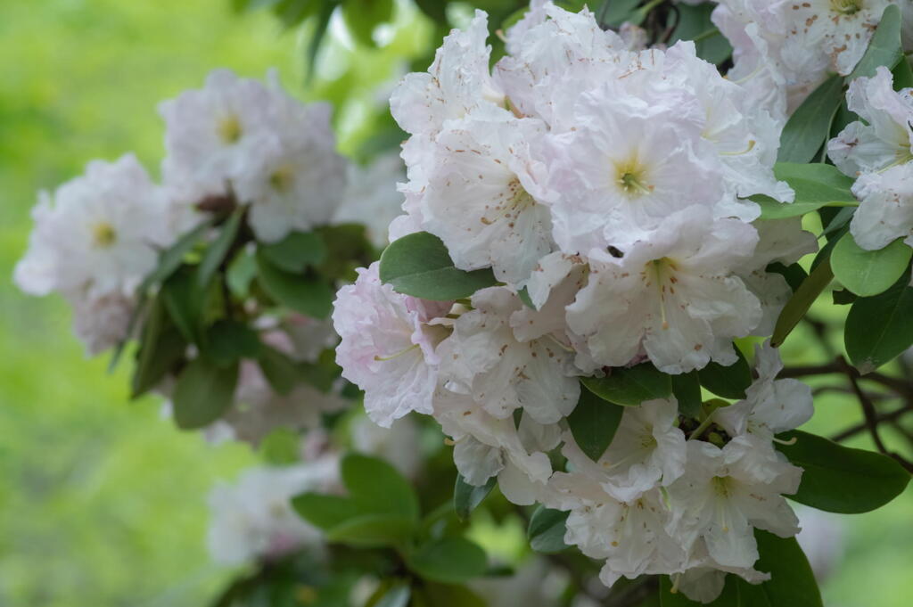 神戸市立森林植物園　ダイセキナンの花