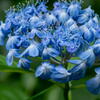 神戸市立森林植物園　紫陽花　青の円舞曲