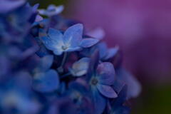 季節は巡る　早咲きの紫陽花－１