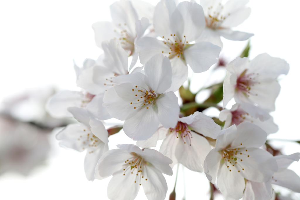 F-03 桜