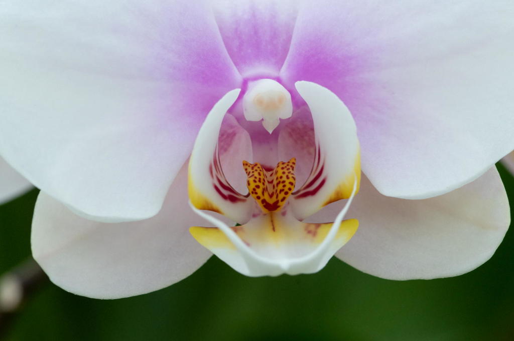 洋蘭の顔(かんばせ)　植物図鑑風