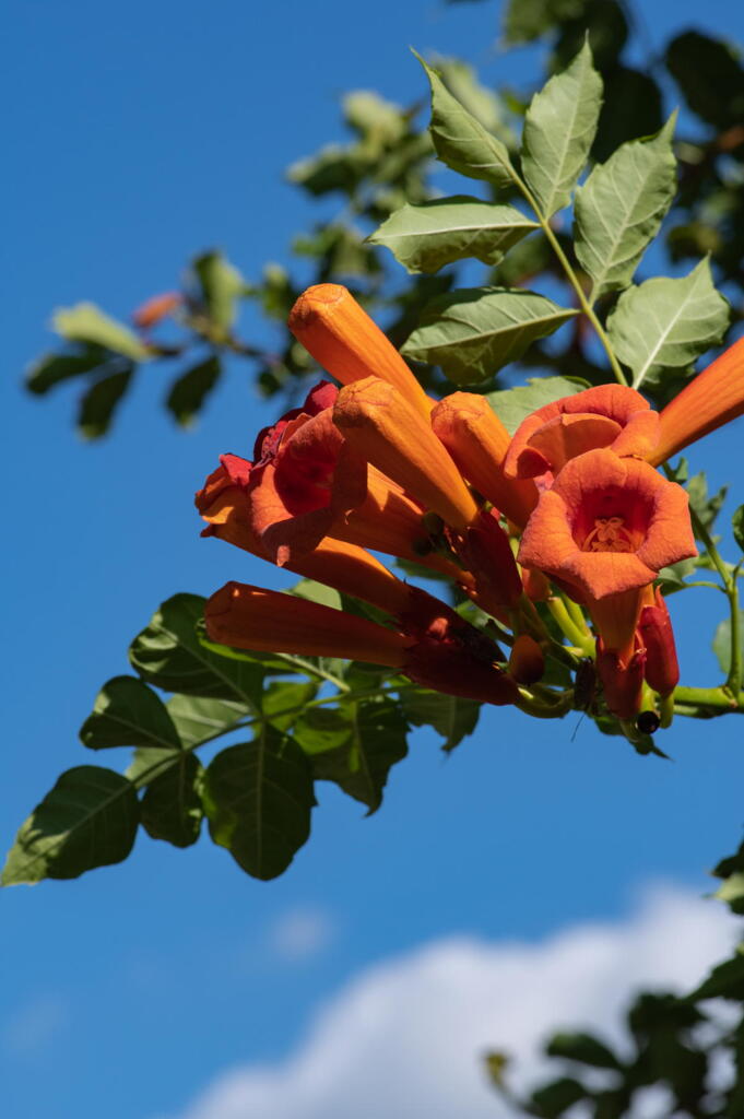 炎暑の花　ノウゼンカズラ