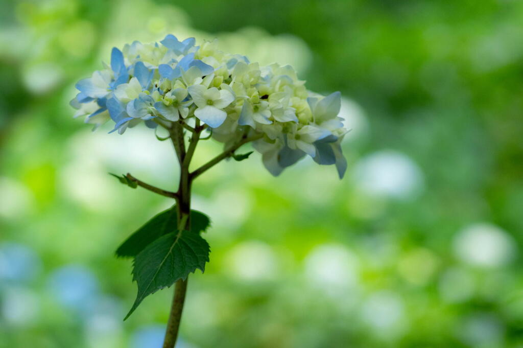 神戸市立森林植物園　紫陽花咲き始め　その１