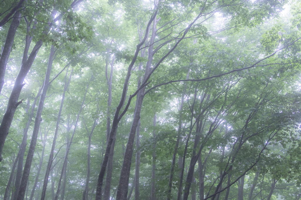 青森県 八甲田山 霧のブナ林 その３