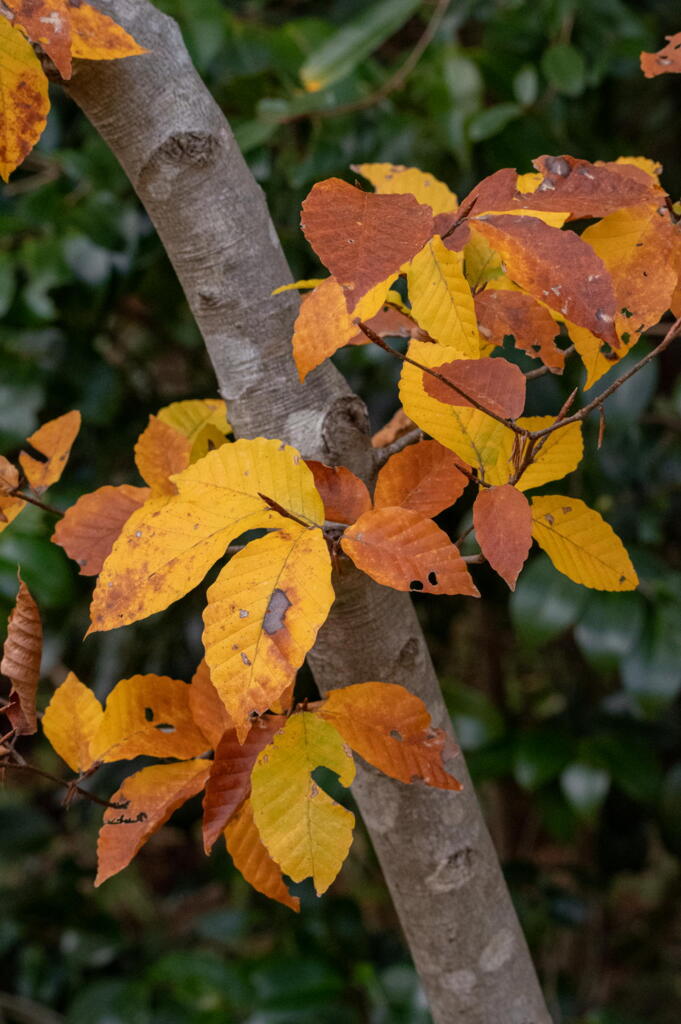 神戸市立森林植物園　紅葉の絵の具箱