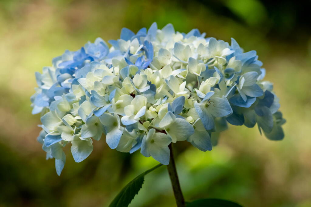 神戸市立森林植物園　ブルー冴える紫陽花　その３