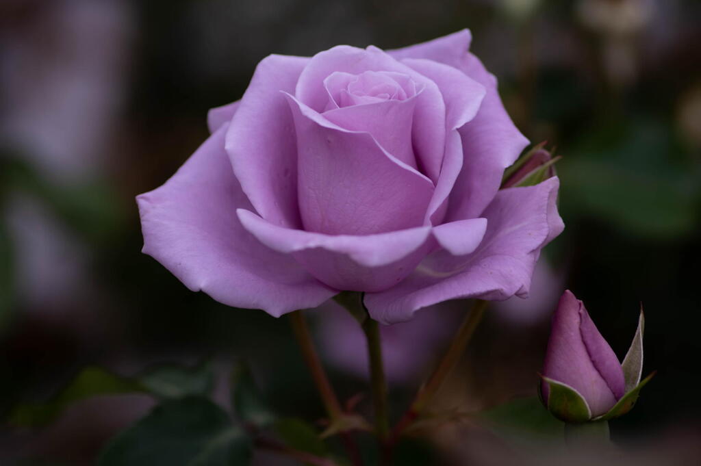 須磨離宮公園　春薔薇の宴　その８