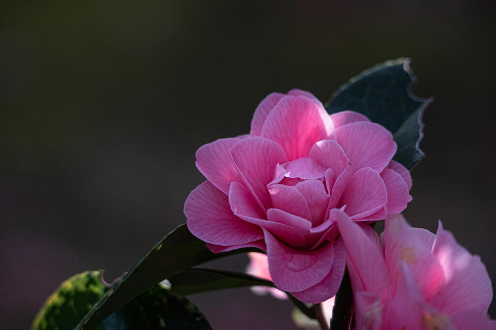 我は花、ただ咲くのみ