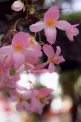 フラワーセンター　冬の花　ベゴニア