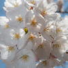 姫路城の桜