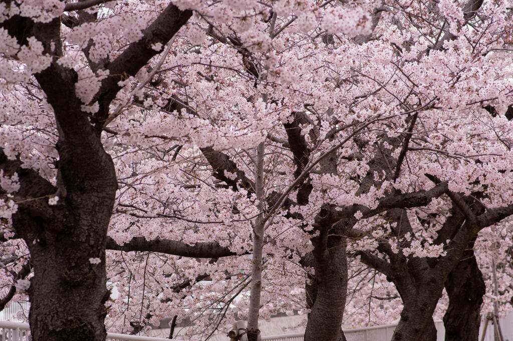 神戸　妙法寺川　桜花爛漫　その３