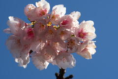 春の日を浴びる桜