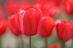 S-05 チューリップ