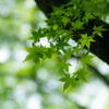 奥須磨公園　翠の華燭　その４