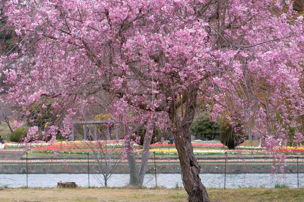 枝垂桜