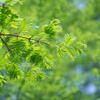 神戸森林植物園　メタセコイア　若葉