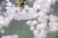 姫路城界隈　その２　桜花爛漫