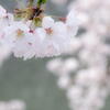 姫路城界隈　その２　桜花爛漫