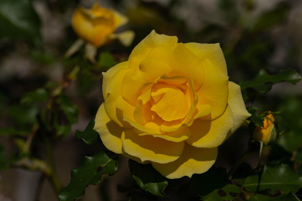 ３ヶ月ぶりの投稿　秋薔薇　黄色の章