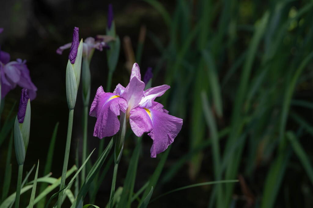 須磨離宮公園　菖蒲ちらほら　その５