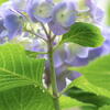 離宮公園　紫陽花　その２