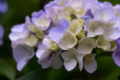 神戸市立森林植物園　紫陽花の名残り　その３