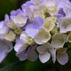 神戸市立森林植物園　紫陽花の名残り　その３