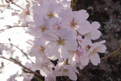 お壕沿いの桜 近影