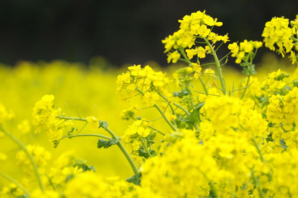 あわじ花さじきの菜の花